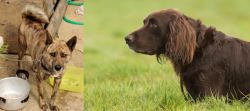 Ryukyu Inu vs German Longhaired Pointer - Breed Comparison