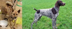 Ryukyu Inu vs German Shorthaired Pointer - Breed Comparison