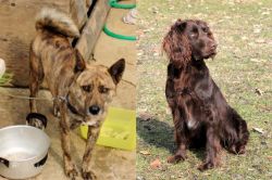 Ryukyu Inu vs German Spaniel - Breed Comparison