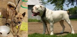 Ryukyu Inu vs Hermes Bulldogge - Breed Comparison