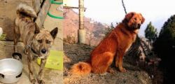 Ryukyu Inu vs Himalayan Sheepdog - Breed Comparison