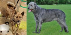 Ryukyu Inu vs Irish Wolfhound - Breed Comparison