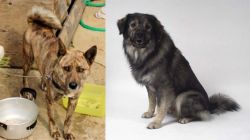 Ryukyu Inu vs Istrian Sheepdog - Breed Comparison
