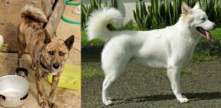 Ryukyu Inu vs Kintamani - Breed Comparison