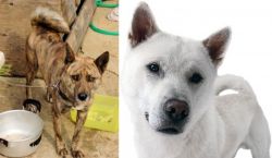 Ryukyu Inu vs Kishu - Breed Comparison