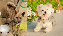 Ryukyu Inu vs Morkie - Breed Comparison