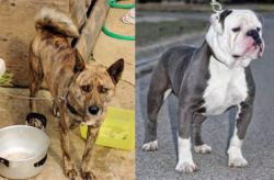 Ryukyu Inu vs Old English Bulldog - Breed Comparison