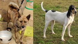 Ryukyu Inu vs Petit Gascon Saintongeois - Breed Comparison