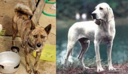 Ryukyu Inu vs Porcelaine - Breed Comparison