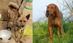 Ryukyu Inu vs Redbone Coonhound - Breed Comparison