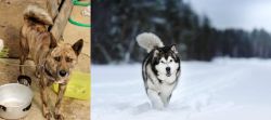 Ryukyu Inu vs Siberian Husky - Breed Comparison