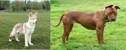 Saarlooswolfhond vs American Pit Bull Terrier - Breed Comparison