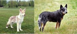 Saarlooswolfhond vs Austrailian Blue Heeler - Breed Comparison