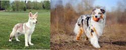 Saarlooswolfhond vs Australian Shepherd - Breed Comparison