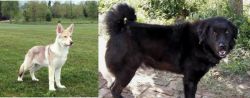 Saarlooswolfhond vs Bakharwal Dog - Breed Comparison