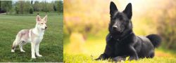 Saarlooswolfhond vs Black Norwegian Elkhound - Breed Comparison