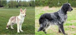 Saarlooswolfhond vs Blue Picardy Spaniel - Breed Comparison