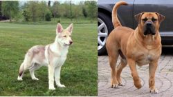 Saarlooswolfhond vs Boerboel - Breed Comparison
