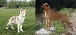 Saarlooswolfhond vs Bullmastiff - Breed Comparison