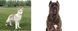 Saarlooswolfhond vs Cane Corso - Breed Comparison