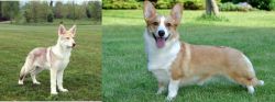 Saarlooswolfhond vs Cardigan Welsh Corgi - Breed Comparison
