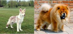 Saarlooswolfhond vs Chow Chow - Breed Comparison
