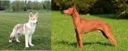 Saarlooswolfhond vs Cirneco dell'Etna - Breed Comparison