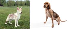 Saarlooswolfhond vs Coonhound - Breed Comparison