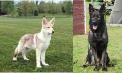 Saarlooswolfhond vs East German Shepherd - Breed Comparison