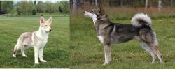 Saarlooswolfhond vs East Siberian Laika - Breed Comparison