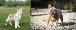 Saarlooswolfhond vs French Bulldog - Breed Comparison