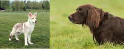 Saarlooswolfhond vs German Longhaired Pointer - Breed Comparison