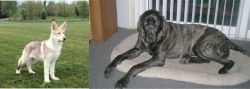 Saarlooswolfhond vs Giant Maso Mastiff - Breed Comparison