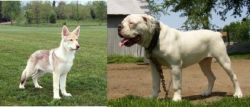 Saarlooswolfhond vs Hermes Bulldogge - Breed Comparison