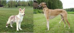 Saarlooswolfhond vs Hortaya Borzaya - Breed Comparison