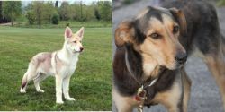 Saarlooswolfhond vs Huntaway - Breed Comparison