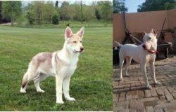 Saarlooswolfhond vs Indian Bull Terrier - Breed Comparison