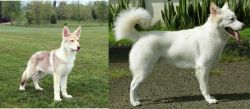 Saarlooswolfhond vs Kintamani - Breed Comparison