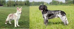 Saarlooswolfhond vs Large Munsterlander - Breed Comparison