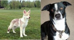 Saarlooswolfhond vs McNab - Breed Comparison