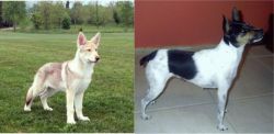 Saarlooswolfhond vs Miniature Fox Terrier - Breed Comparison