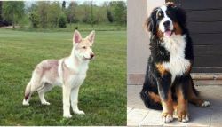 Saarlooswolfhond vs Mountain Burmese - Breed Comparison