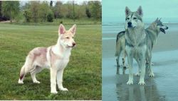 Saarlooswolfhond vs Northern Inuit Dog - Breed Comparison