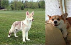 Saarlooswolfhond vs Pembroke Welsh Corgi - Breed Comparison