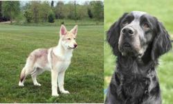Saarlooswolfhond vs Picardy Spaniel - Breed Comparison