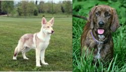 Saarlooswolfhond vs Plott Hound - Breed Comparison