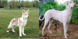 Saarlooswolfhond vs Rajapalayam - Breed Comparison