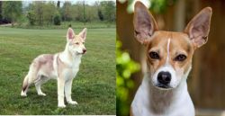 Saarlooswolfhond vs Rat Terrier - Breed Comparison