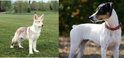 Saarlooswolfhond vs Ratonero Bodeguero Andaluz - Breed Comparison