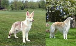 Saarlooswolfhond vs Russian Hound - Breed Comparison